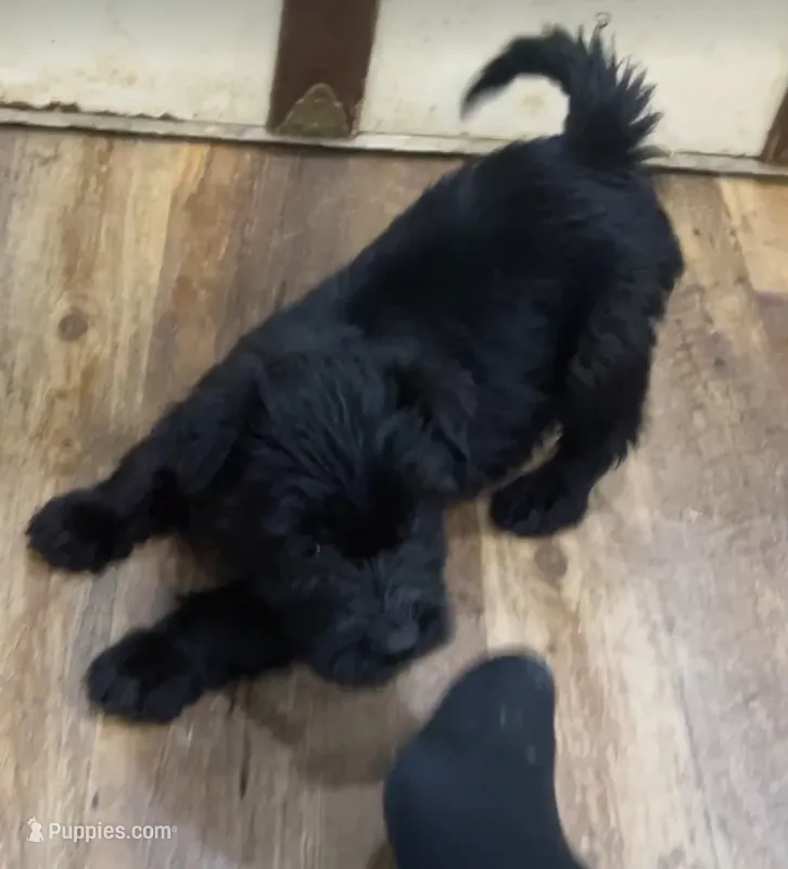 Mai’s Mango – Scottish Terrier, Aussiedoodle puppy for sale in Powhatan, VA
