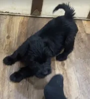 Mai’s Mango, a female Scottish Terrier and Aussiedoodle for sale in Powhatan, VA – 1 of 1