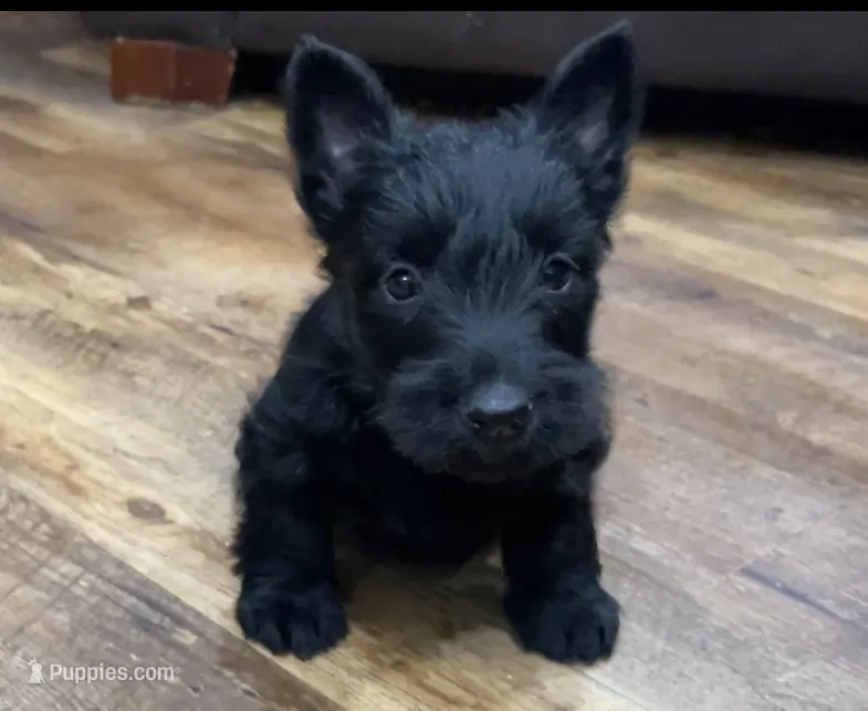 Wigwam – Scottish Terrier puppy for sale in Powhatan, VA
