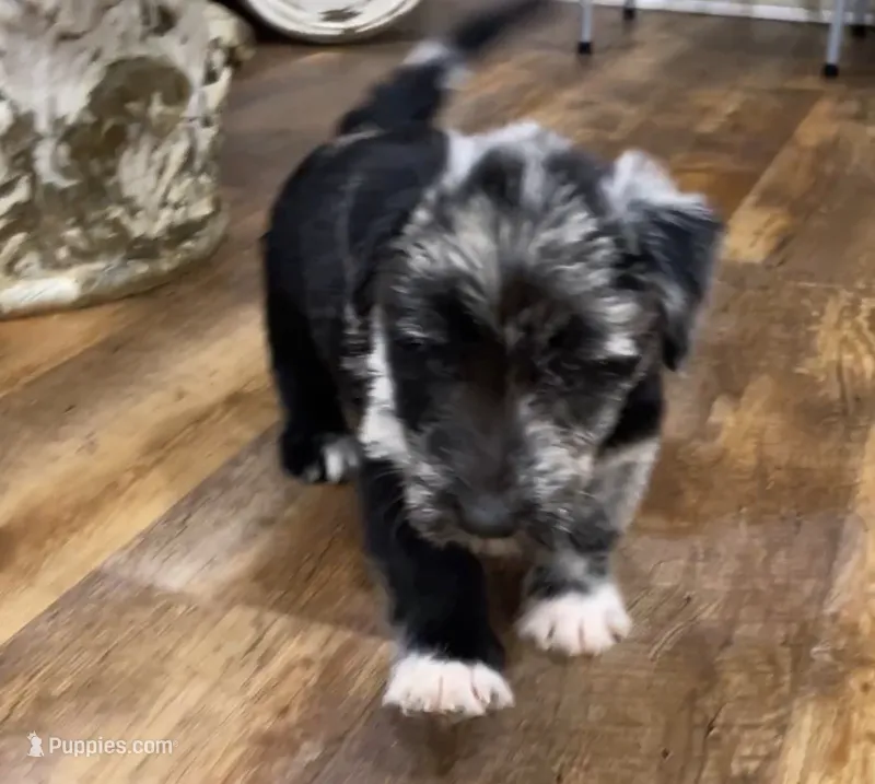 Lola – Scottish Terrier, Aussiedoodle puppy for sale in Powhatan, VA