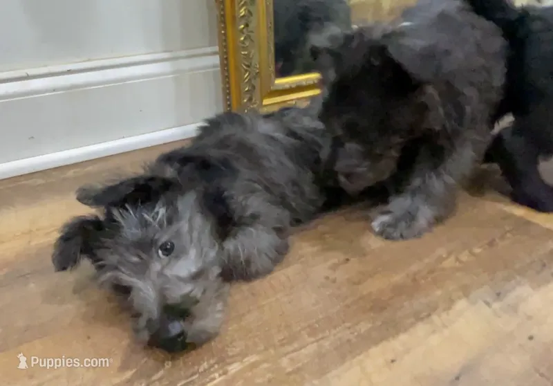 Missy – Scottish Terrier, Aussiedoodle puppy for sale in Powhatan, VA