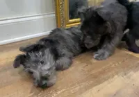 Missy, a female Scottish Terrier and Aussiedoodle for sale in Powhatan, VA – 1 of 3