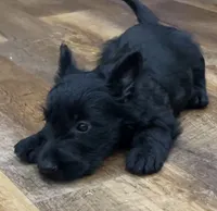 Wigwam, a male Scottish Terrier for sale in Powhatan, VA – 4 of 9