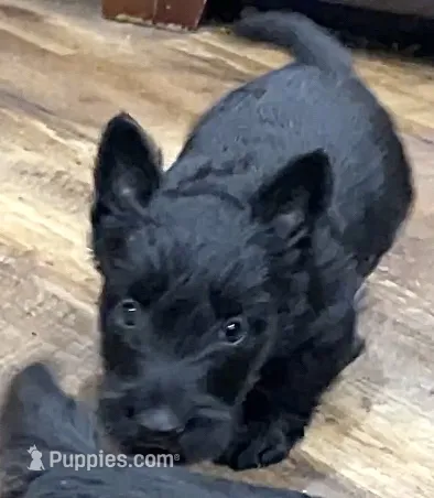 Wicklow – Scottish Terrier puppy for sale in Powhatan, VA