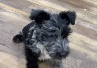 Magic, a female Scottish Terrier and Aussiedoodle for sale in Powhatan, VA – 4 of 5
