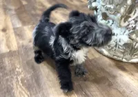Magic, a female Scottish Terrier and Aussiedoodle for sale in Powhatan, VA – 2 of 5