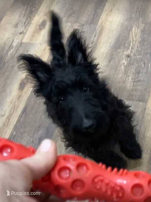 Warwick – Scottish Terrier puppy for sale in Powhatan, VA