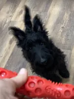 Warwick, a male Scottish Terrier for sale in Powhatan, VA – 1 of 7