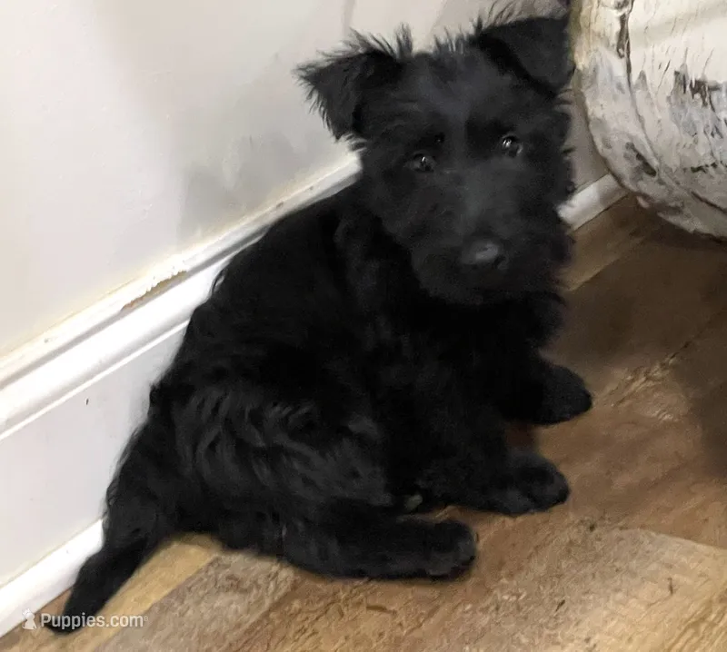 Mai’s Mango – Scottish Terrier, Aussiedoodle puppy for sale in Powhatan, VA