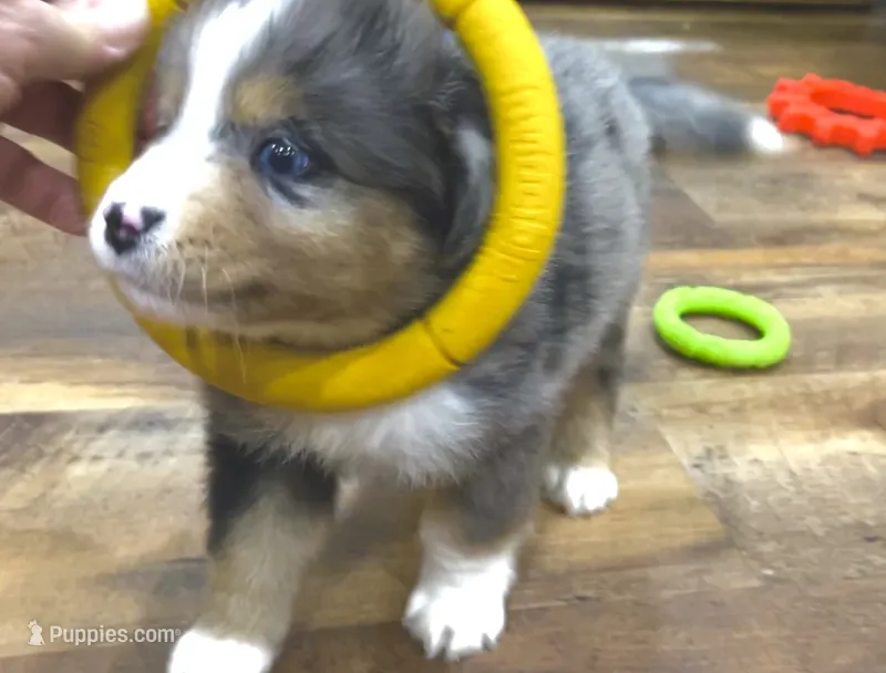 Dirty Harry – Miniature Aussiedoodle puppy for sale in Powhatan, VA