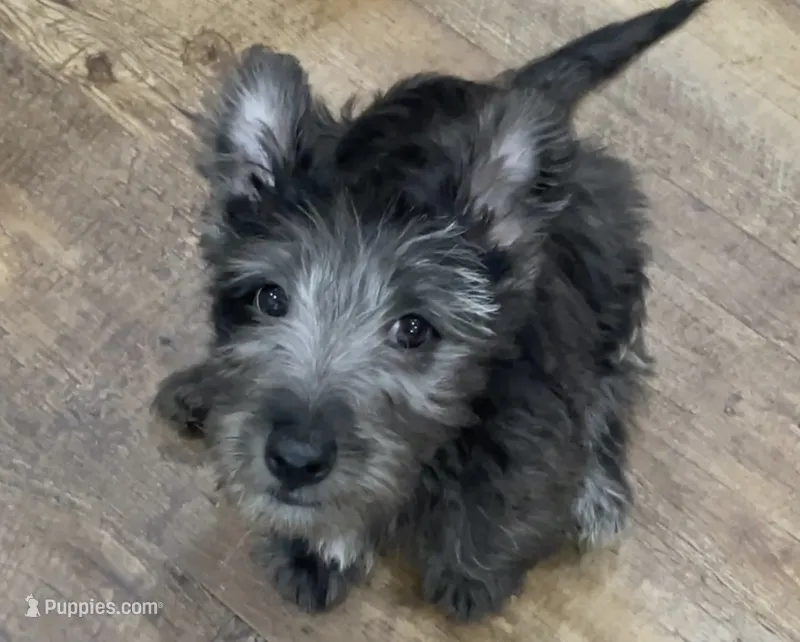 Mick Mars – Scottish Terrier, Aussiedoodle puppy for sale in Powhatan, VA