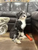 Sassenach, a female Miniature Aussiedoodle for sale in Powhatan, VA – Photo 5 of 9