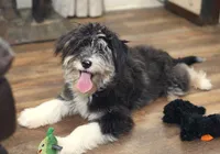 Sassenach, a female Miniature Aussiedoodle for sale in Powhatan, VA – Photo 9 of 9