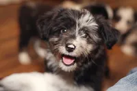Sassenach, a female Miniature Aussiedoodle for sale in Powhatan, VA – Photo 7 of 9