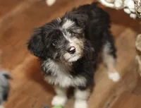 Sassenach, a female Miniature Aussiedoodle for sale in Powhatan, VA – Photo 6 of 9