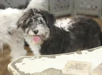 Sassenach, a female Miniature Aussiedoodle for sale in Powhatan, VA – Photo 1 of 9