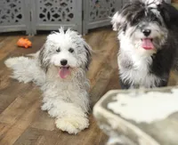 Sassenach, a female Miniature Aussiedoodle for sale in Powhatan, VA – Photo 3 of 9