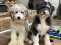 Sassenach, a female Miniature Aussiedoodle for sale in Powhatan, VA – Photo 4 of 9