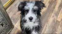 Sharky, a male Miniature Aussiedoodle for sale in Powhatan, VA – Photo 1 of 3