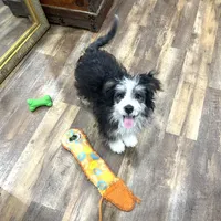 Sharky, a male Miniature Aussiedoodle for sale in Powhatan, VA – Photo 2 of 3