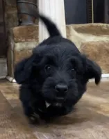 It’s a Lulu, a female Scottish Terrier and Aussiedoodle for sale in Powhatan, VA – 1 of 1