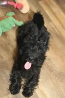 Violet, a female Scottish Terrier for sale in Powhatan, VA – Photo 4 of 10