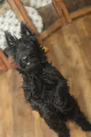 Violet, a female Scottish Terrier for sale in Powhatan, VA – Photo 8 of 10