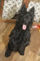 Violet, a female Scottish Terrier for sale in Powhatan, VA – Photo 10 of 10