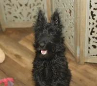 Violet, a female Scottish Terrier for sale in Powhatan, VA – Photo 1 of 10