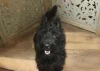Violet, a female Scottish Terrier for sale in Powhatan, VA – Photo 5 of 10