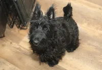 Violet, a female Scottish Terrier for sale in Powhatan, VA – Photo 2 of 10