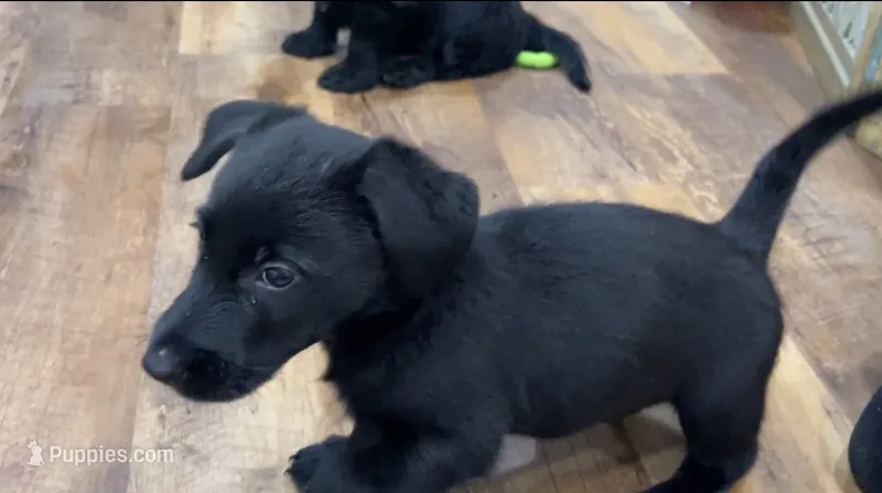 Luddy  – Scottish Terrier, Aussiedoodle puppy for sale in Powhatan, VA