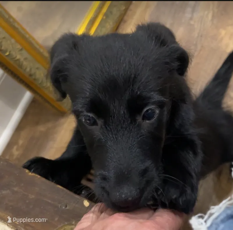 Luddy  – Scottish Terrier, Aussiedoodle puppy for sale in Powhatan, VA