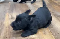 Wicklow, a male Scottish Terrier for sale in Powhatan, VA – 5 of 8