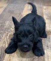 Wicklow, a male Scottish Terrier for sale in Powhatan, VA – 2 of 8