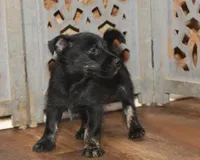 Serenity, a female Scottish Terrier and Aussiedoodle for sale in Powhatan, VA – Photo 1 of 4