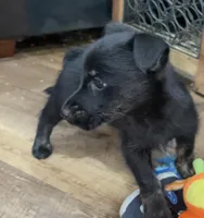 Serenity, a female Scottish Terrier and Aussiedoodle for sale in Powhatan, VA – Photo 3 of 4