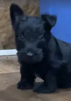 Wigwam, a male Scottish Terrier for sale in Powhatan, VA – 7 of 9