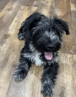Truly Epic, a female Scottish Terrier and Miniature Aussiedoodle for sale in Powhatan, VA – Photo 2 of 6