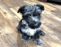 Truly Epic, a female Scottish Terrier and Miniature Aussiedoodle for sale in Powhatan, VA – Photo 5 of 6