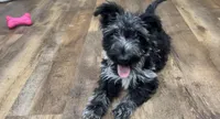 Truly Epic, a female Scottish Terrier and Miniature Aussiedoodle for sale in Powhatan, VA – Photo 1 of 6