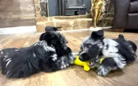 Truly Epic, a female Scottish Terrier and Miniature Aussiedoodle for sale in Powhatan, VA – Photo 4 of 6