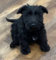 Mr. Miyogi, a male Scottish Terrier and Aussiedoodle for sale in Powhatan, VA – 1 of 2