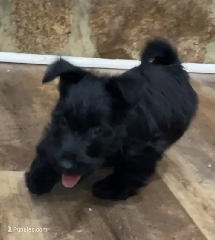 Gromet  – Scottish Terrier puppy for sale in Powhatan, VA