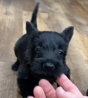 Wigwam, a male Scottish Terrier for sale in Powhatan, VA – 3 of 9