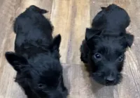 Warwick, a male Scottish Terrier for sale in Powhatan, VA – 3 of 4