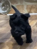 Marlowe , a male Scottish Terrier and Aussiedoodle for sale in Powhatan, VA – 1 of 1
