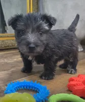 Mick Mars, a male Scottish Terrier and Aussiedoodle for sale in Powhatan, VA – 1 of 2