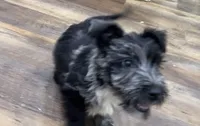 Magic, a female Scottish Terrier and Aussiedoodle for sale in Powhatan, VA – 1 of 5