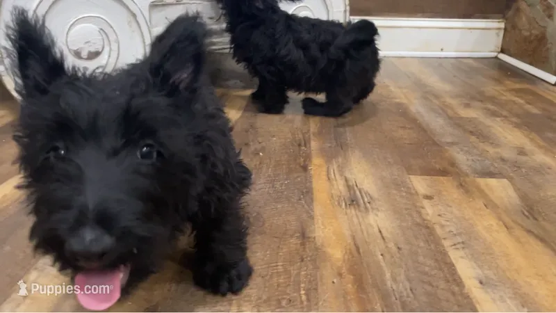 Warwick – Scottish Terrier puppy for sale in Powhatan, VA